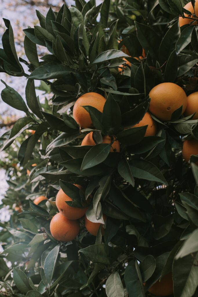 Oranges dans un oranger